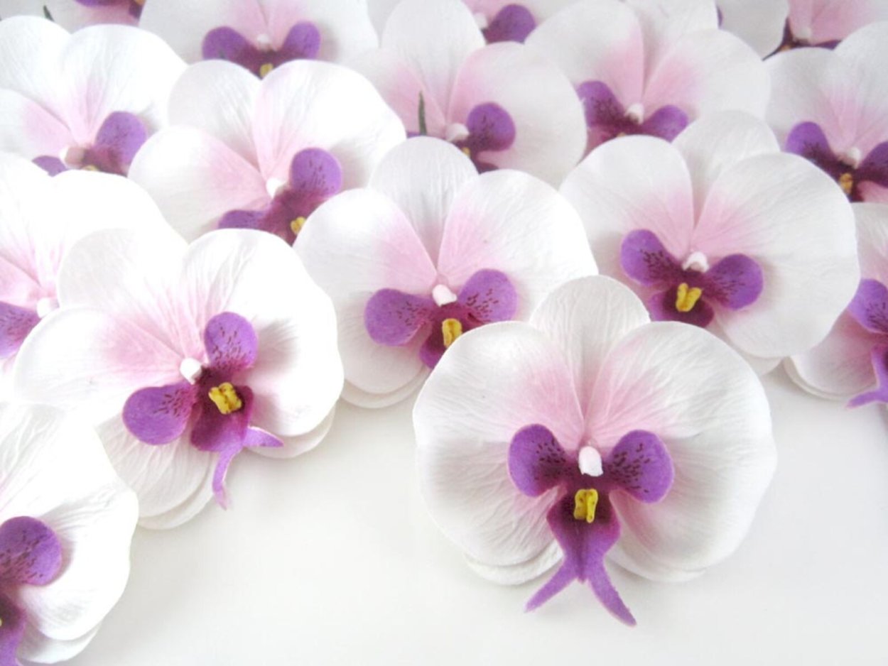 Орхидея Phalaenopsis Mariola