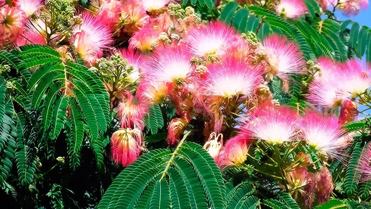 Альбиция шёлковая ленкоранская Акация