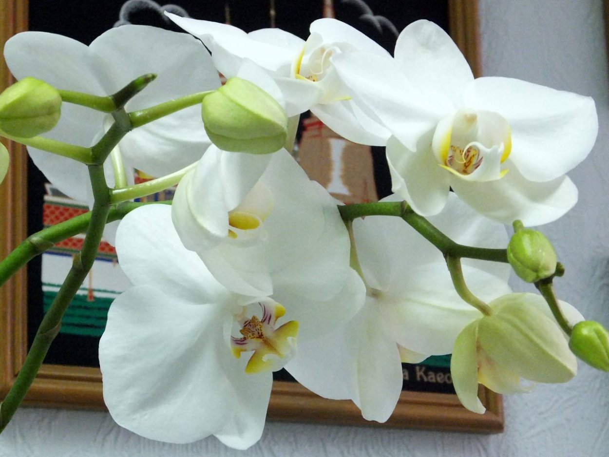 Королевский белый фаленопсис