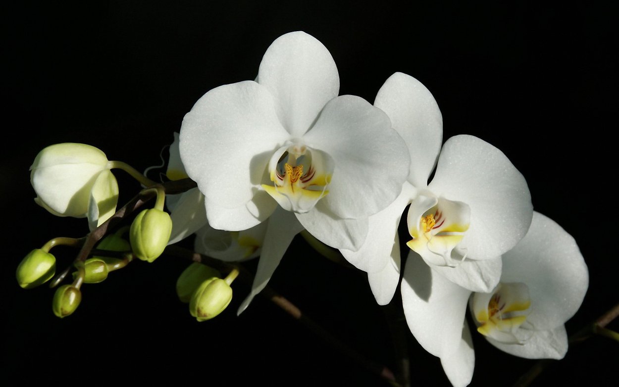 Фаленопсис Уайт Дрим