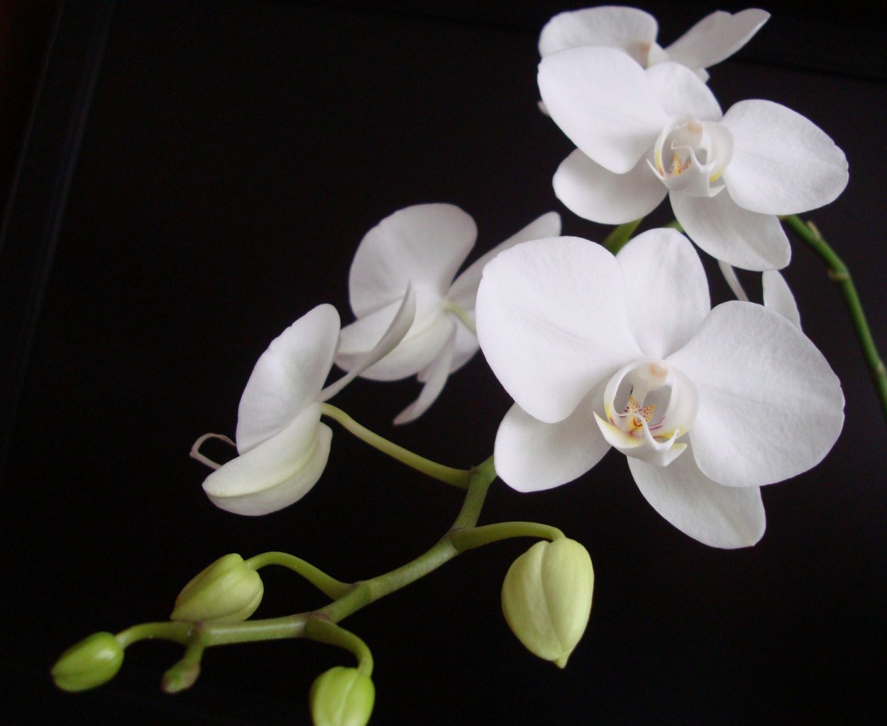 Белые цветы фаленопсис