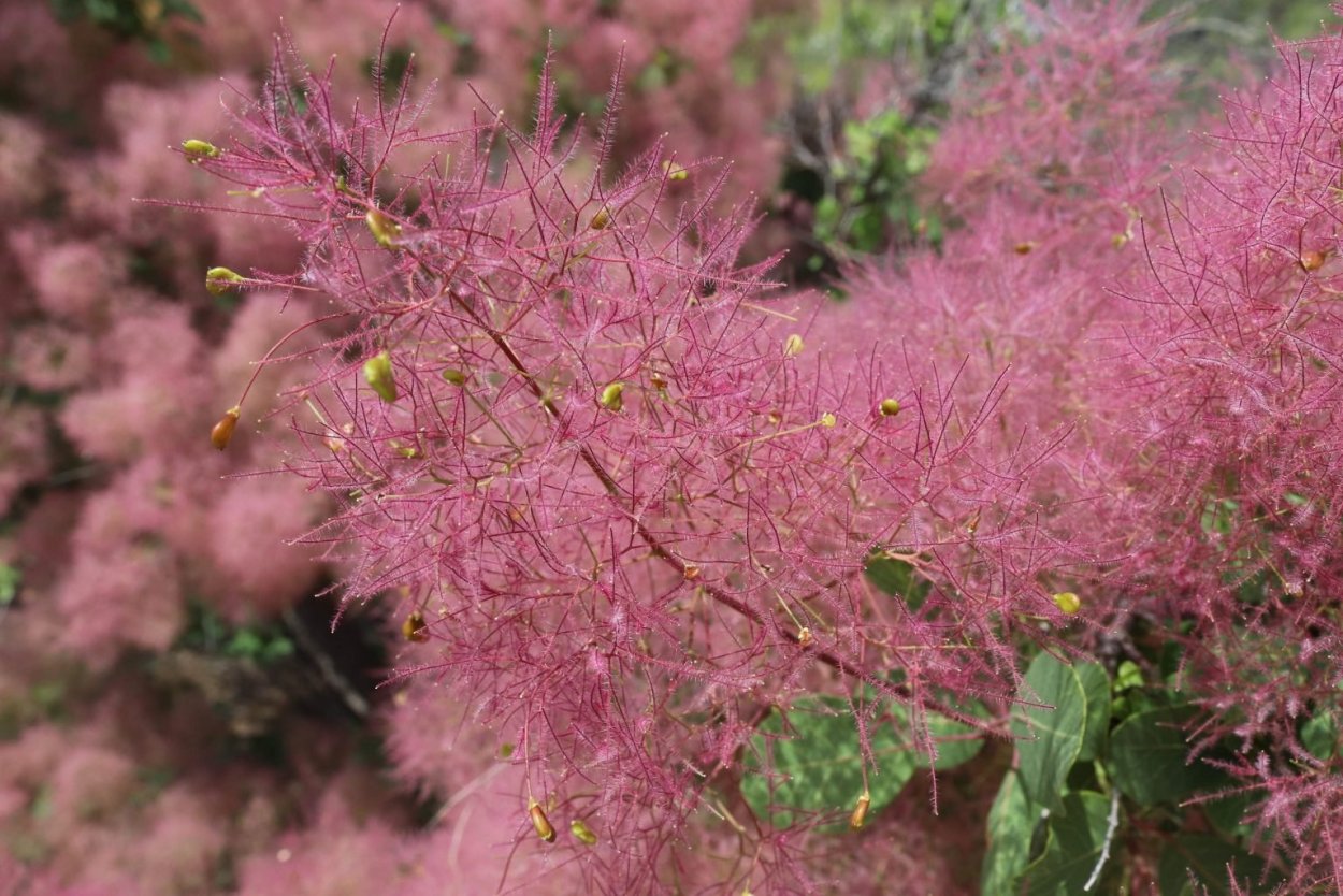 Скумпия Кожевенная Cotinus coggygria
