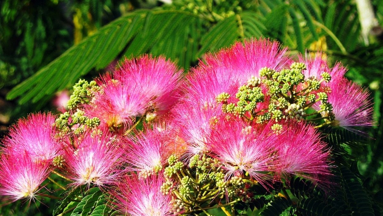 Альбиция ленкоранская - Albizia julibrissin