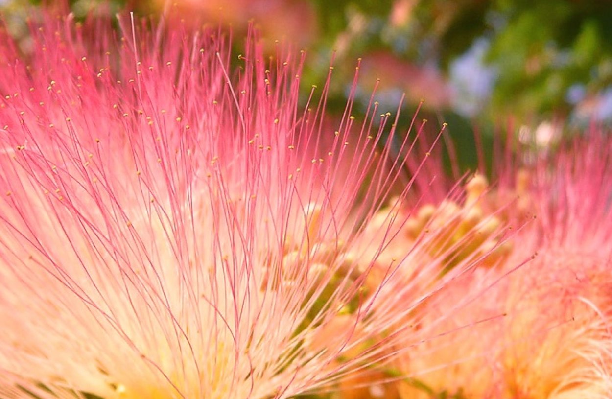 Растение с розовыми пушистыми цветами