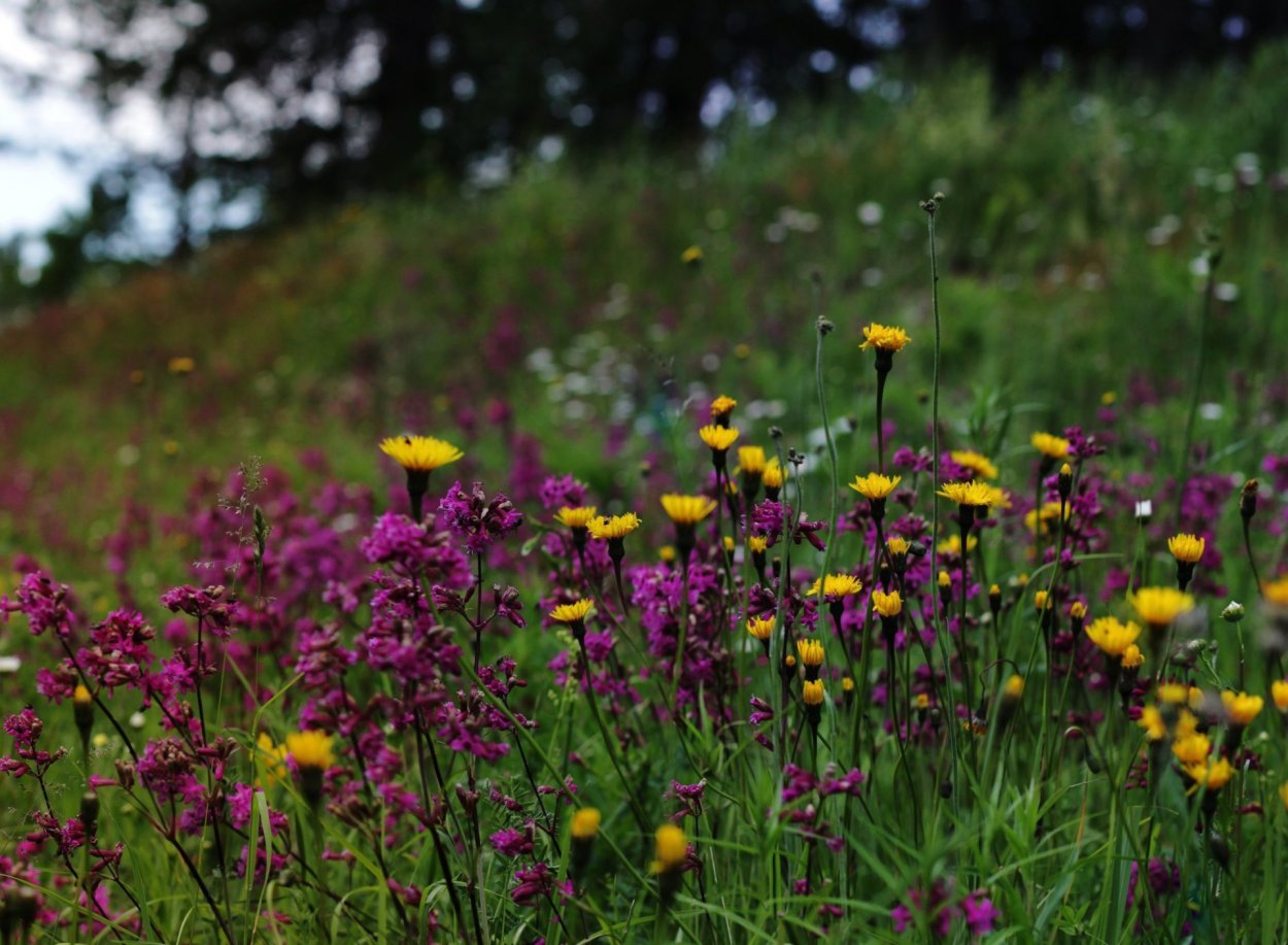 Луговые травы