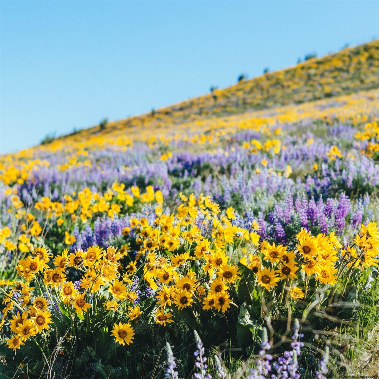 Полевой цветок один