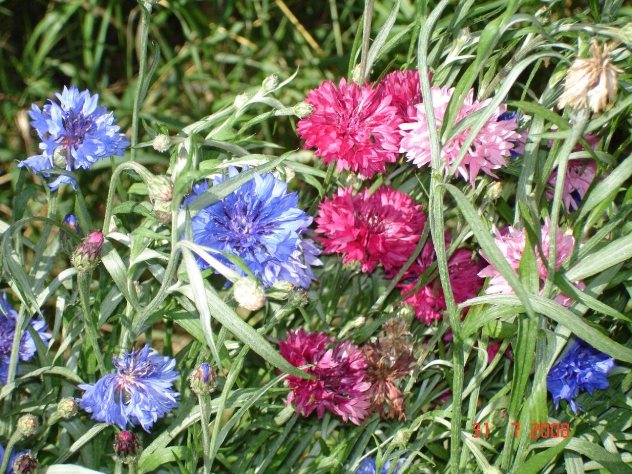 Разнотравье Забайкалья