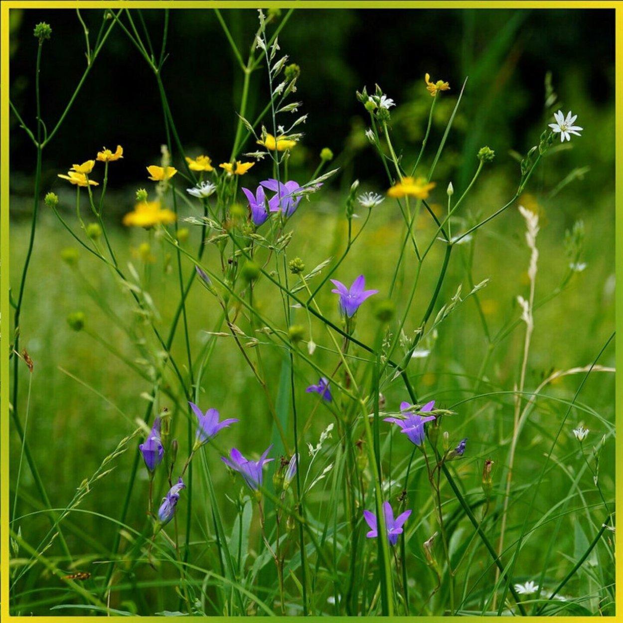 Луговые цветы