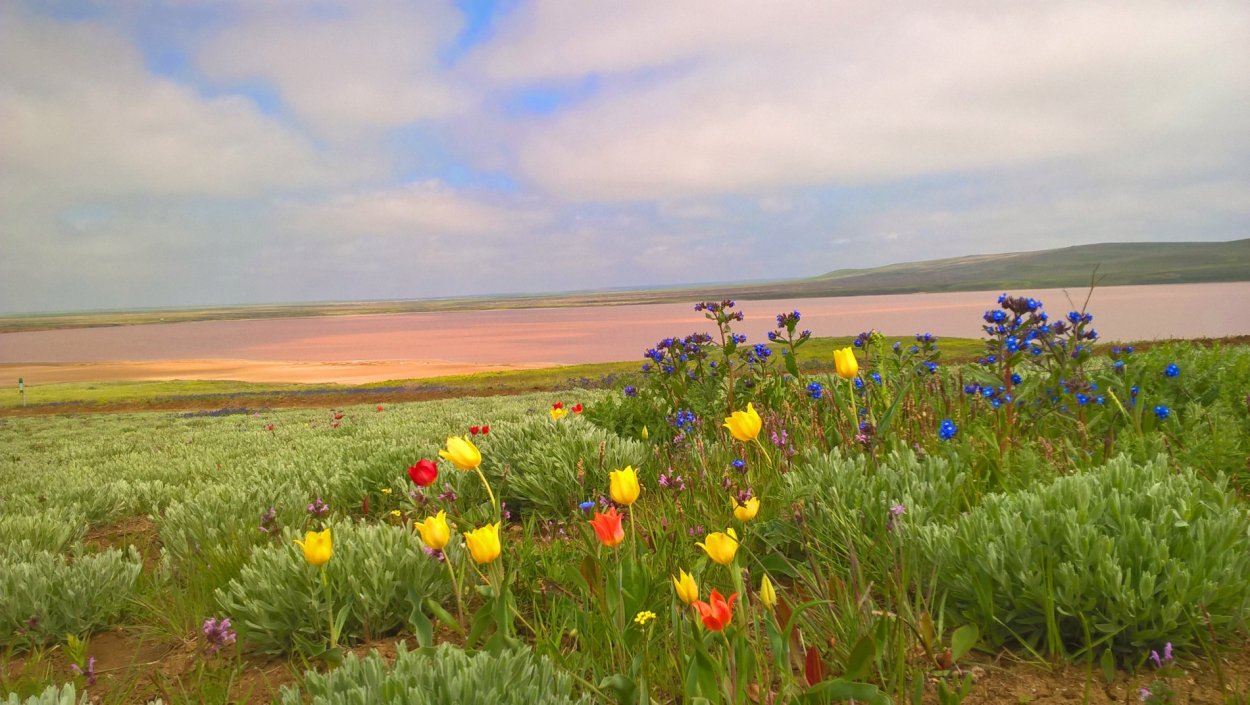 Трава Полевая трехлистная