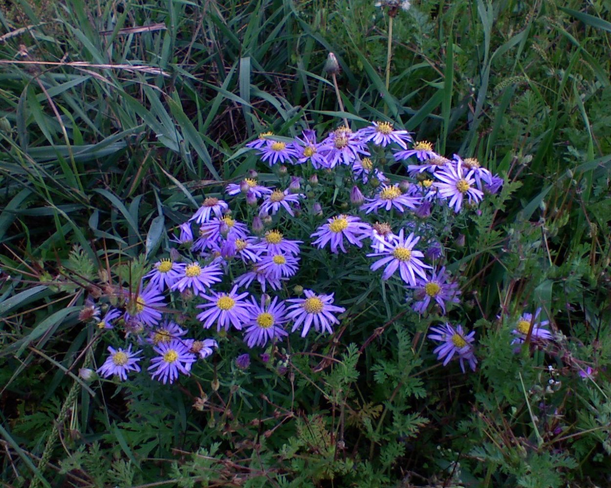 Забайкальские полевые цветы