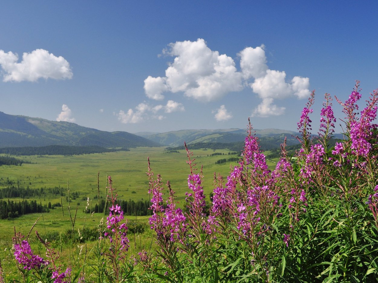 Разнотравье Алтая