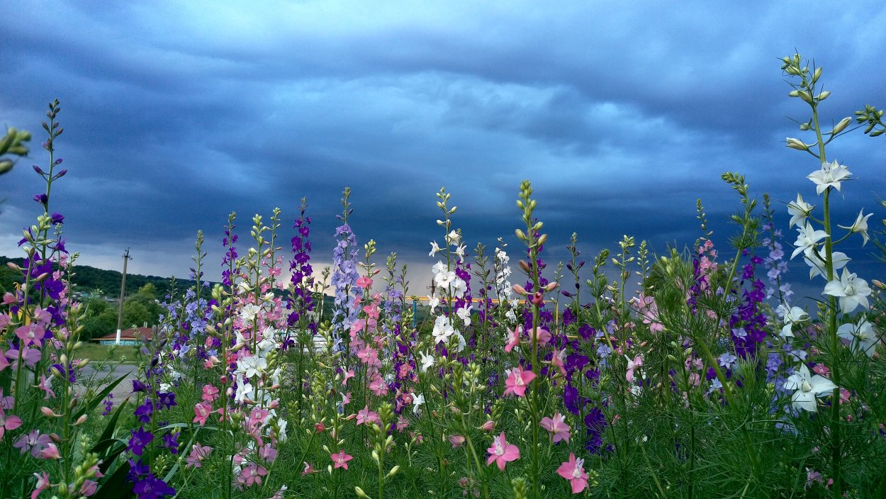 Разнотравье Забайкалья