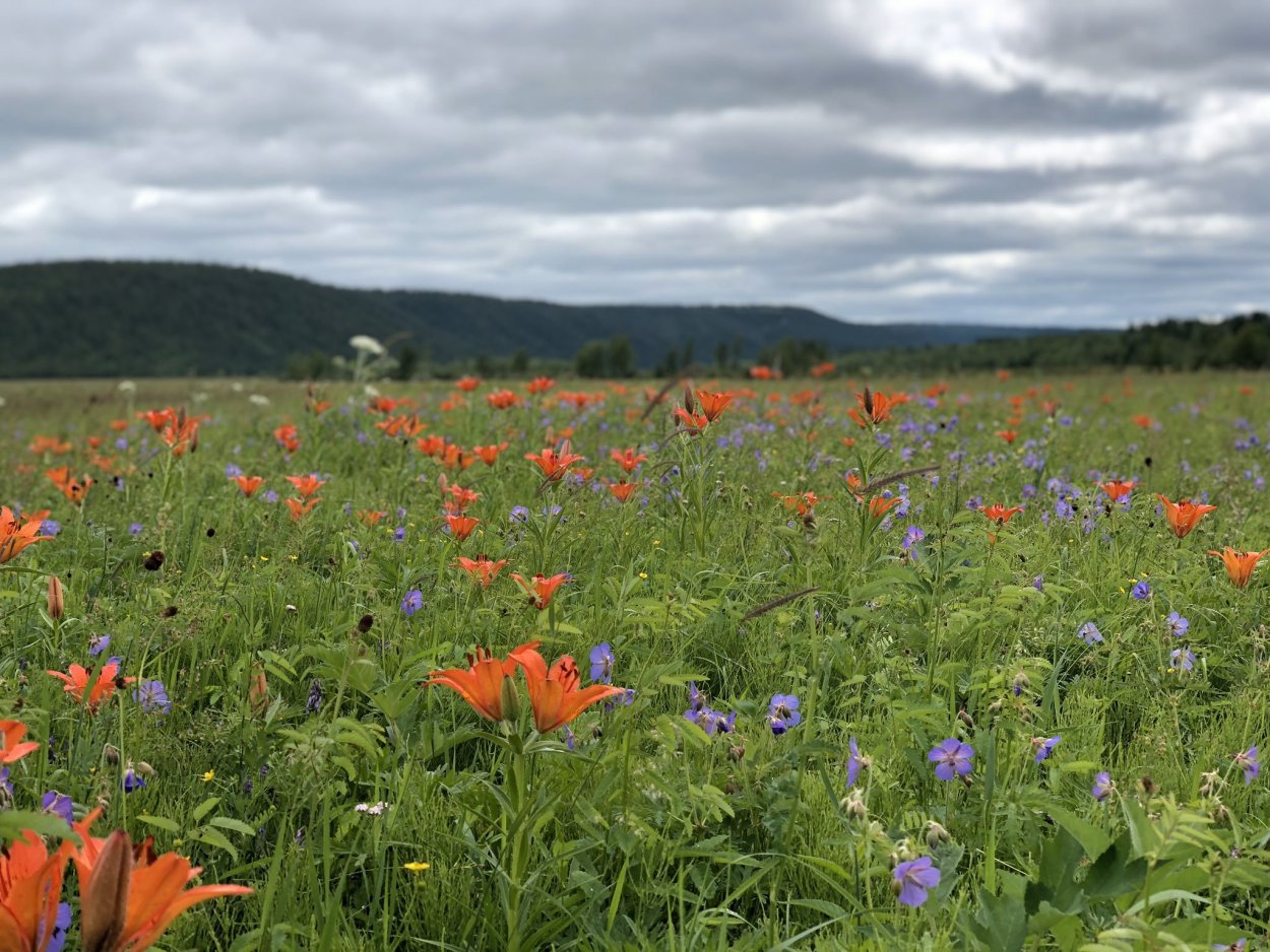 Сардана Даурская Лилия