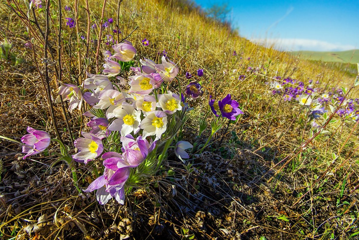 Степные цветы Забайкалья