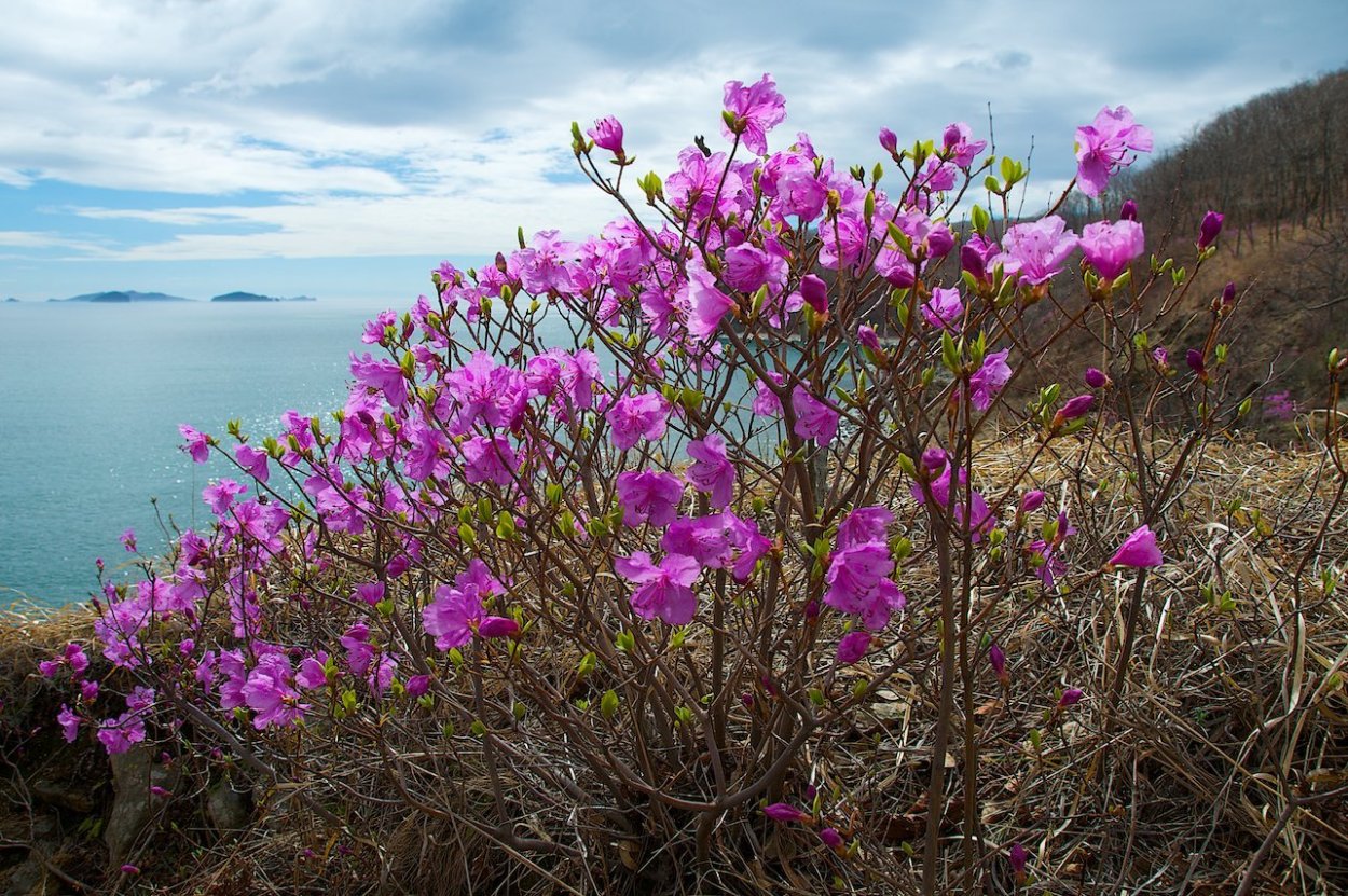 Колокольчик Луговой