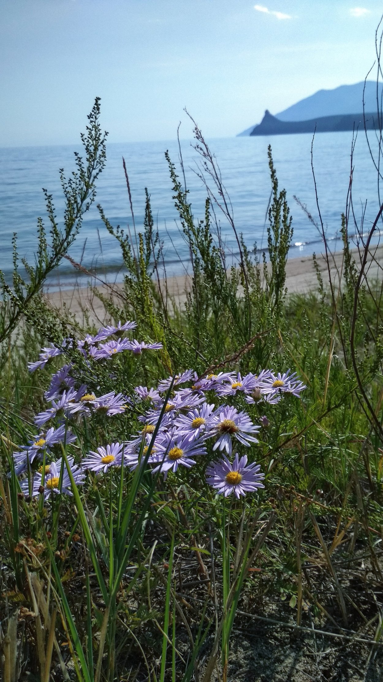 Лечебные травы Забайкалья