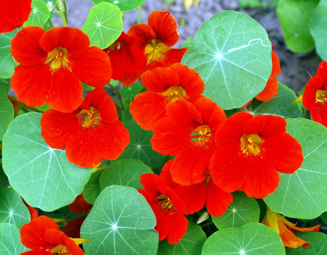 Настурция Голден Глоуб