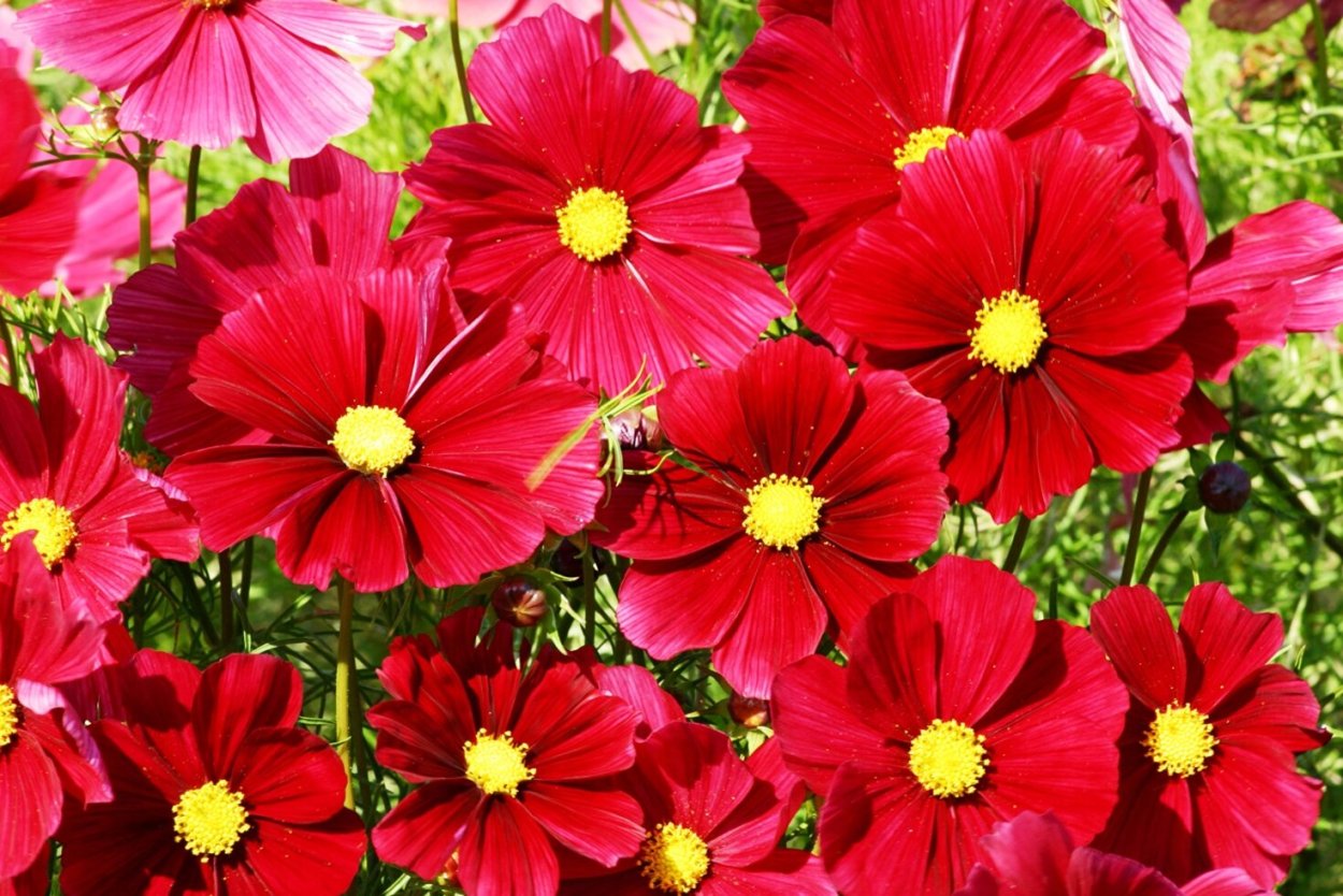 Космея Рубенза