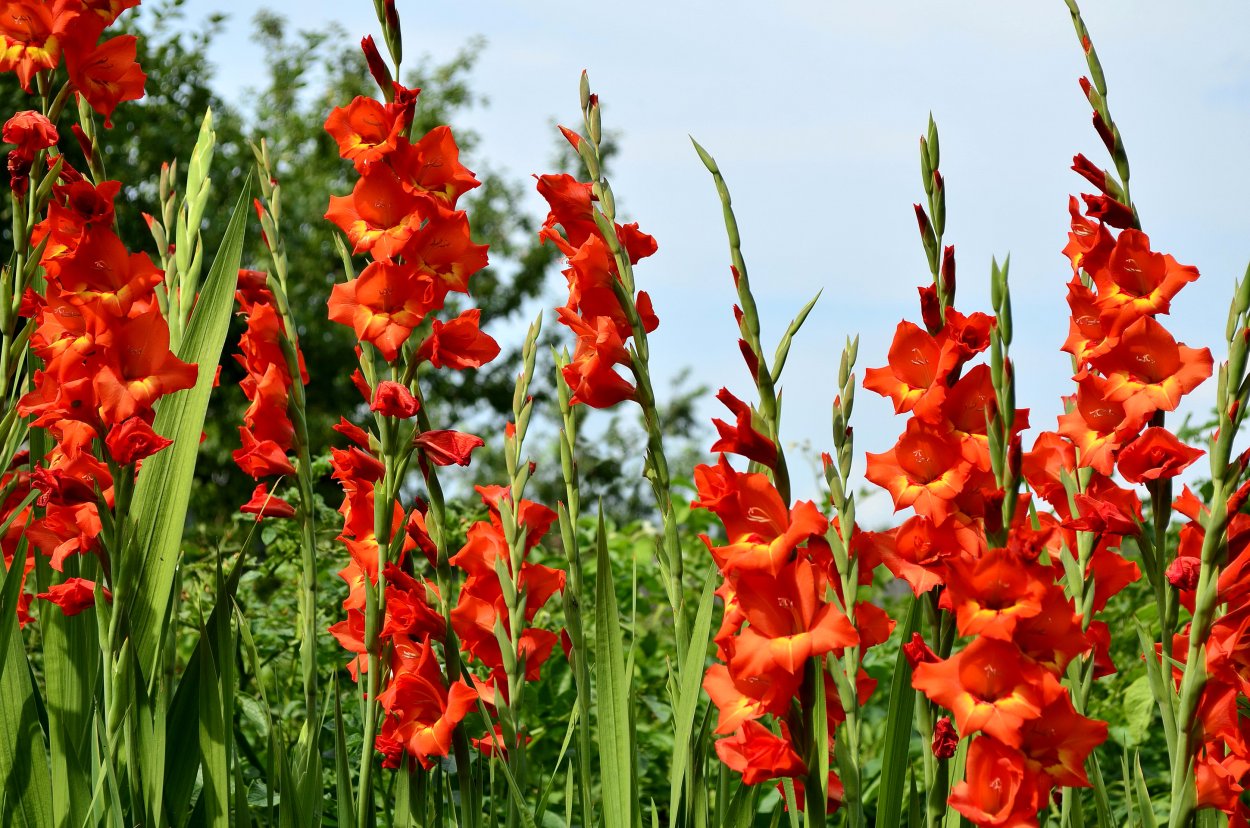 Абиссинский Гладиолус
