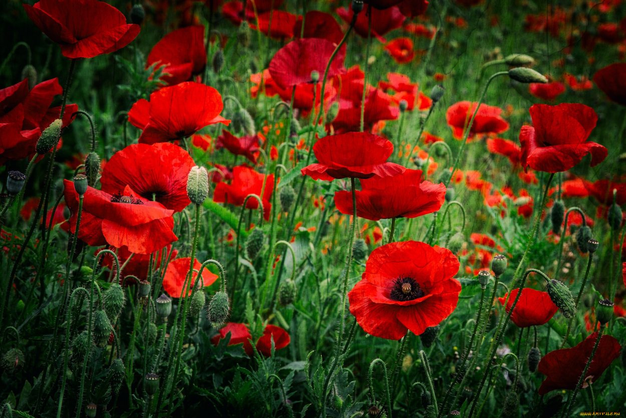 Красный Мак цветок