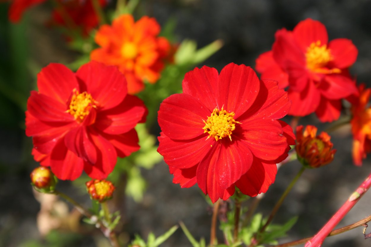 Космея Дварф Сенсейшн