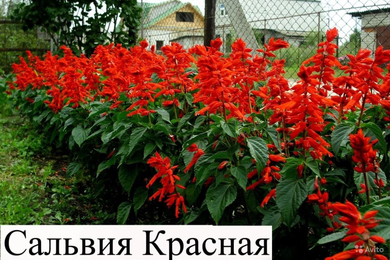 Сальвия Редди-Салмон