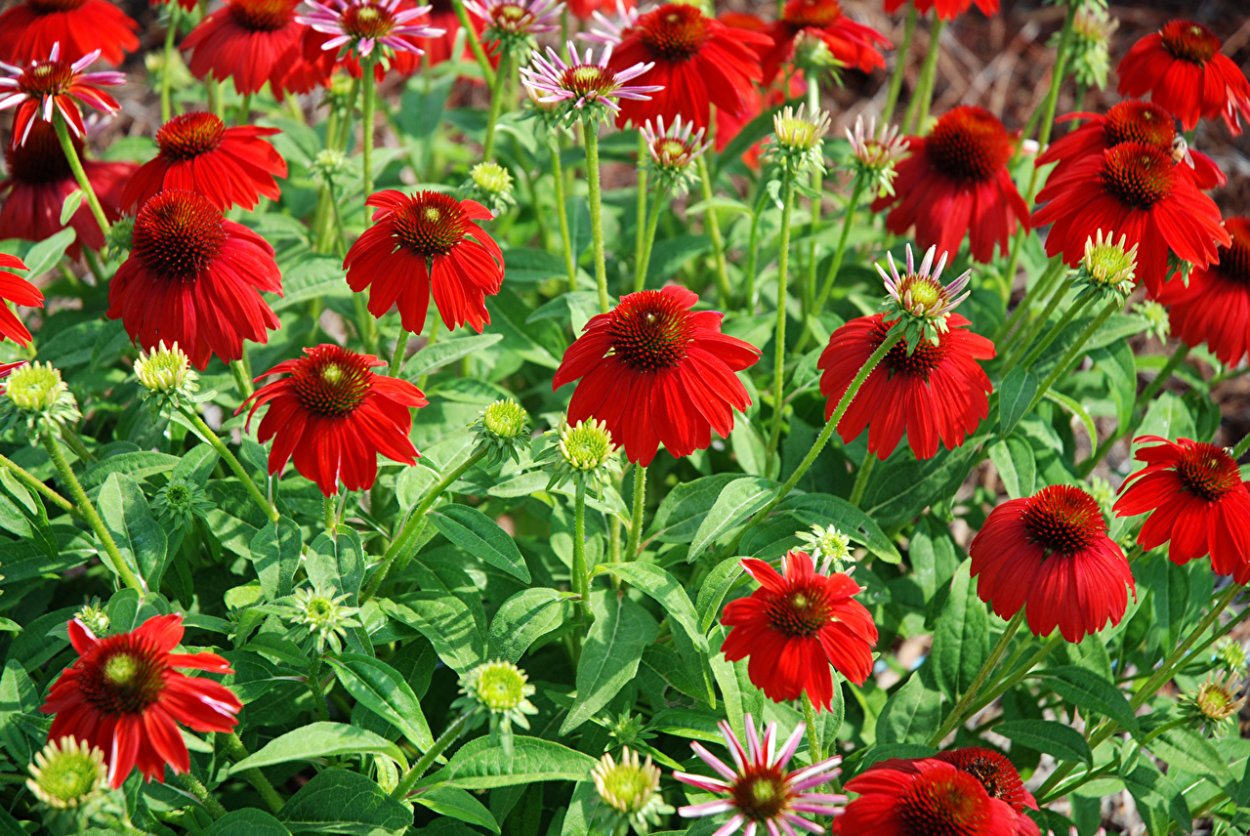 Эхинацея Echinacea sombrero Salsa Red