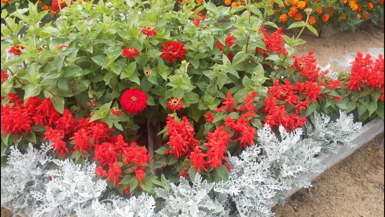 Сальвия сверкающая Скарлет