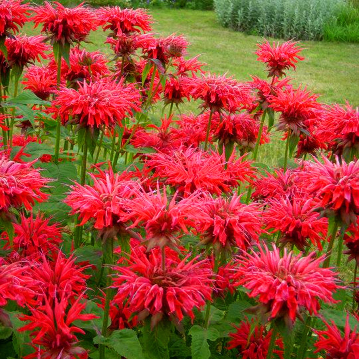 Монарда двойчатая