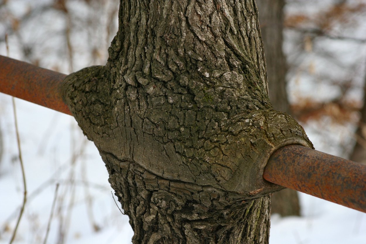 Гледичия трёхколючковая дерево кора
