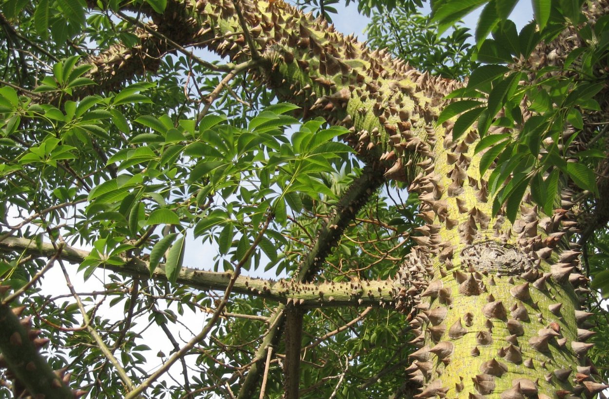 Шип кариуры