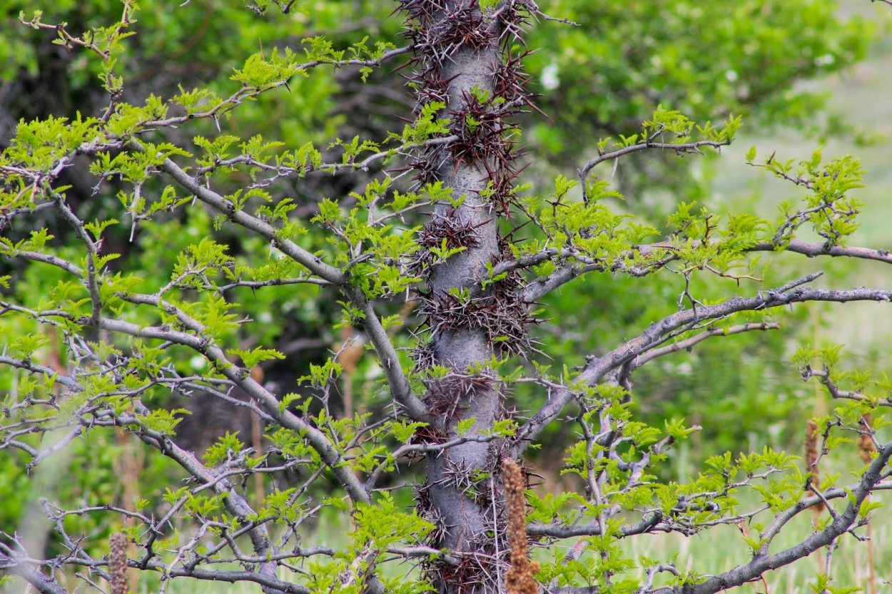 Фагара крупнолистная