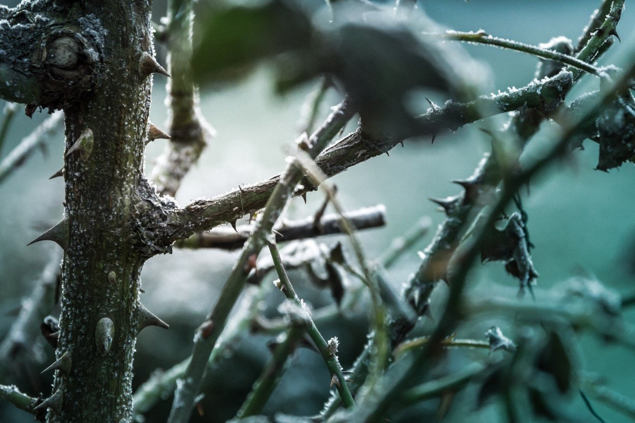 Диморфант колючки