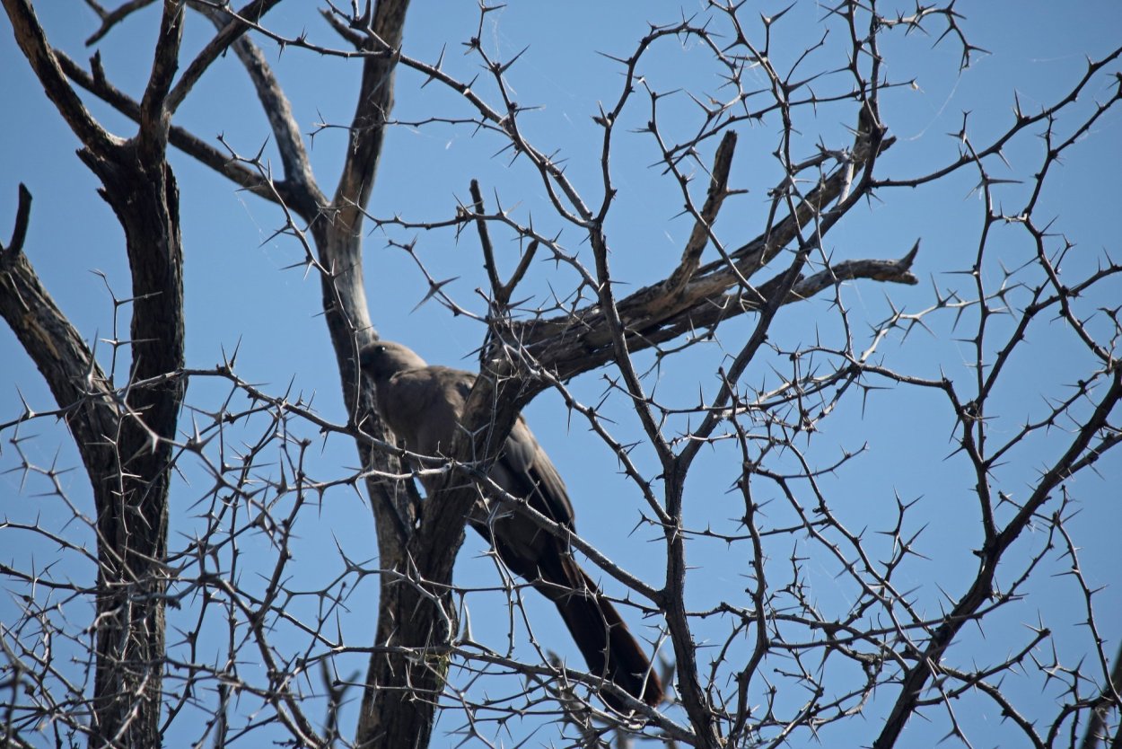 Дерево с колючками на ветках