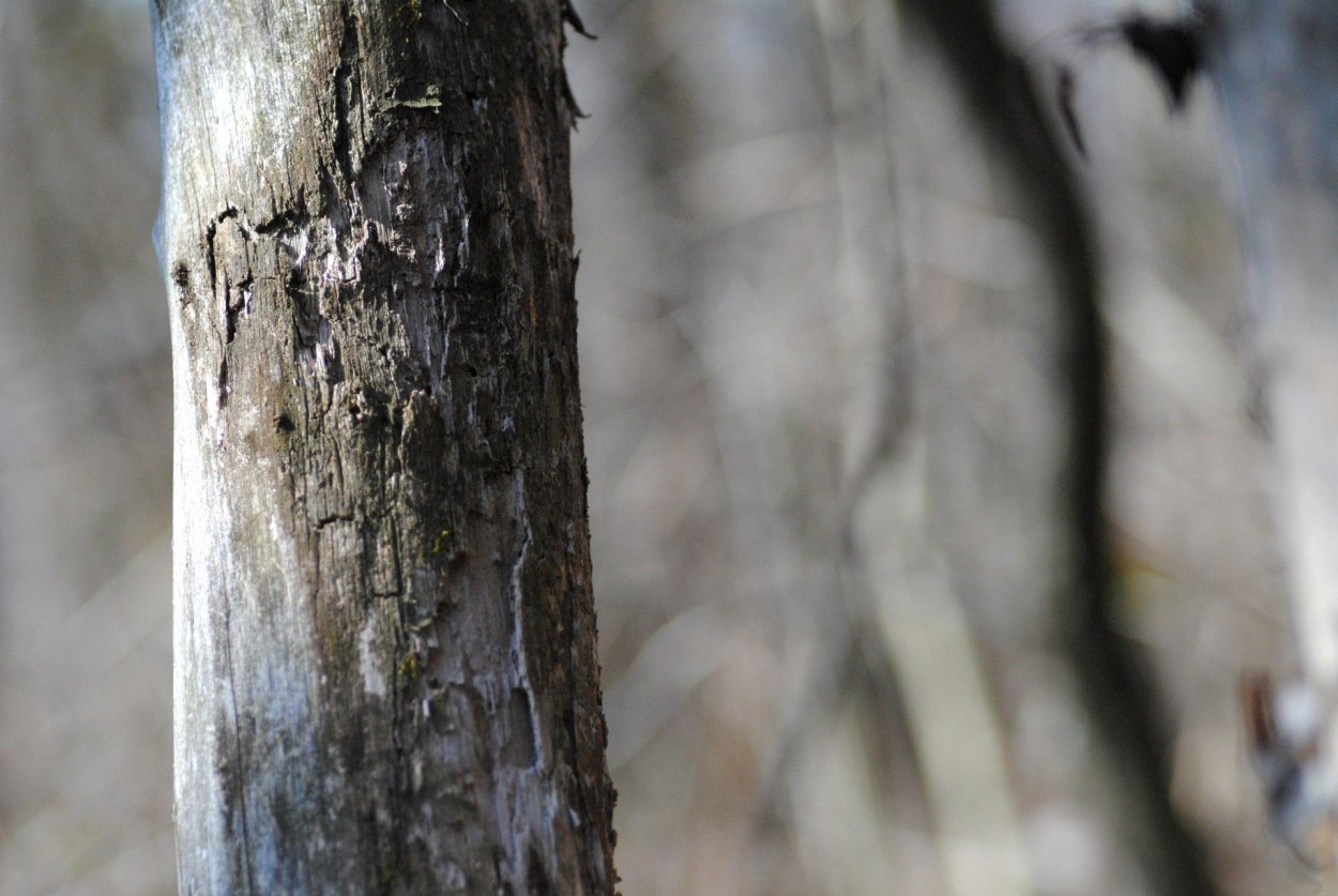 Акация камеденосная шипы