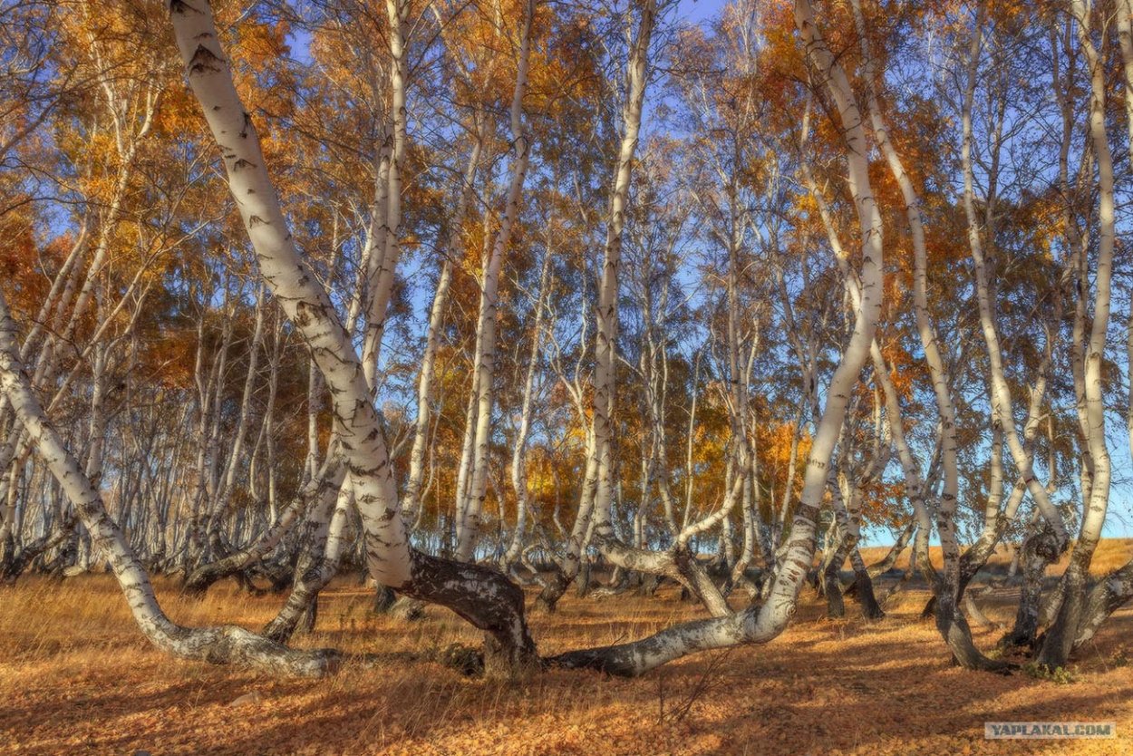 Боровое Казахстан роща танцующих берез
