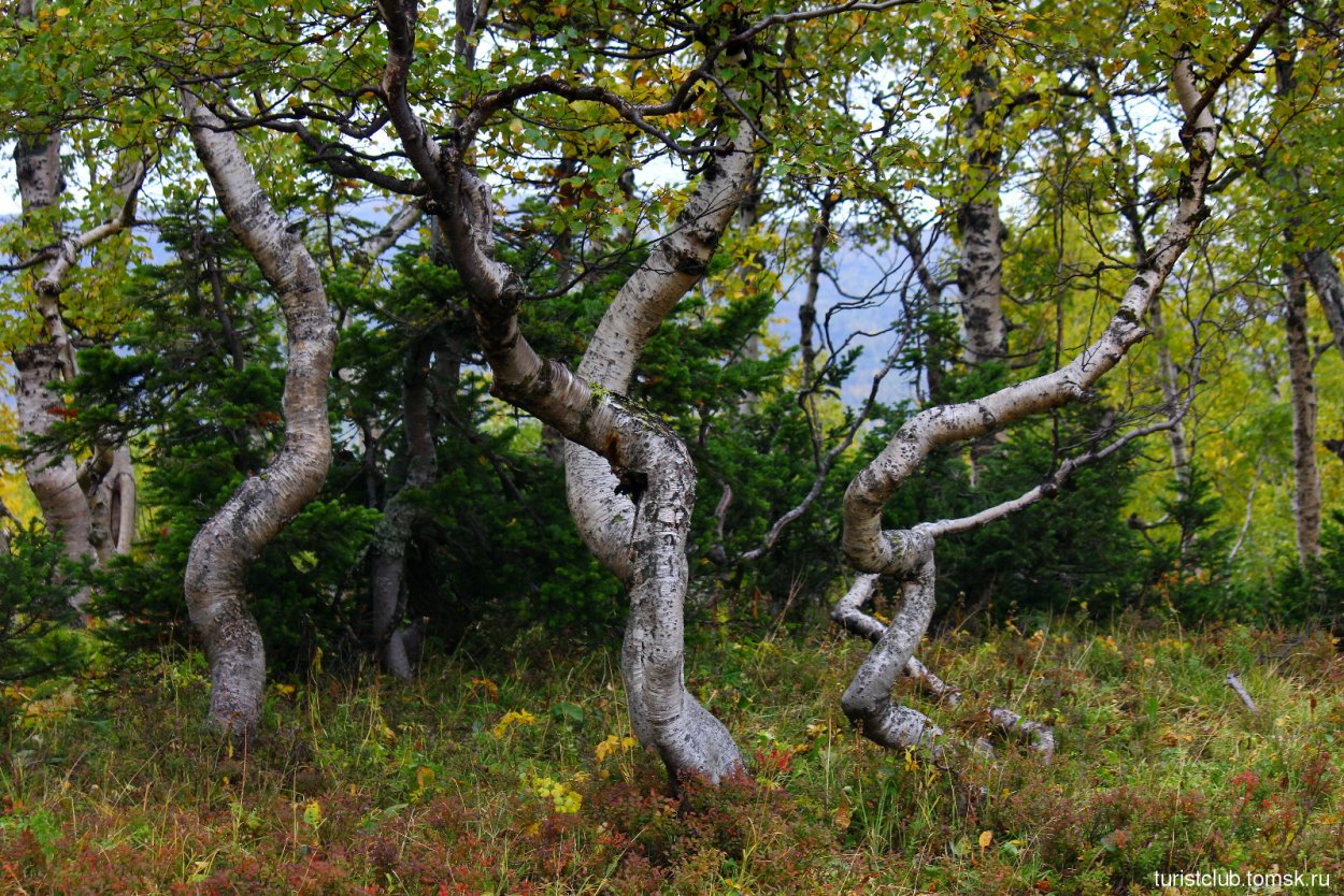 Танцующий лес Соловки