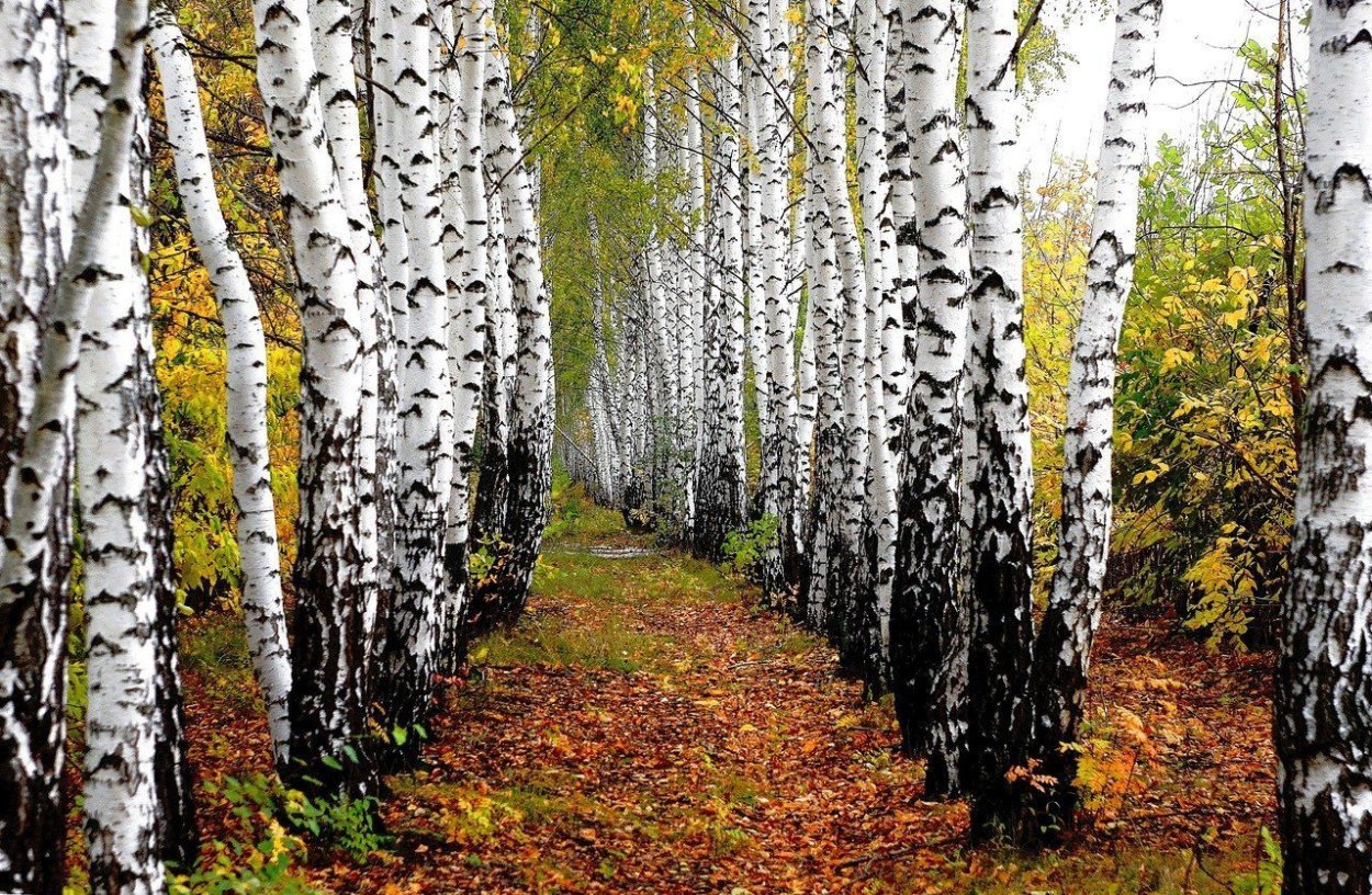 Красота древесины берёзы