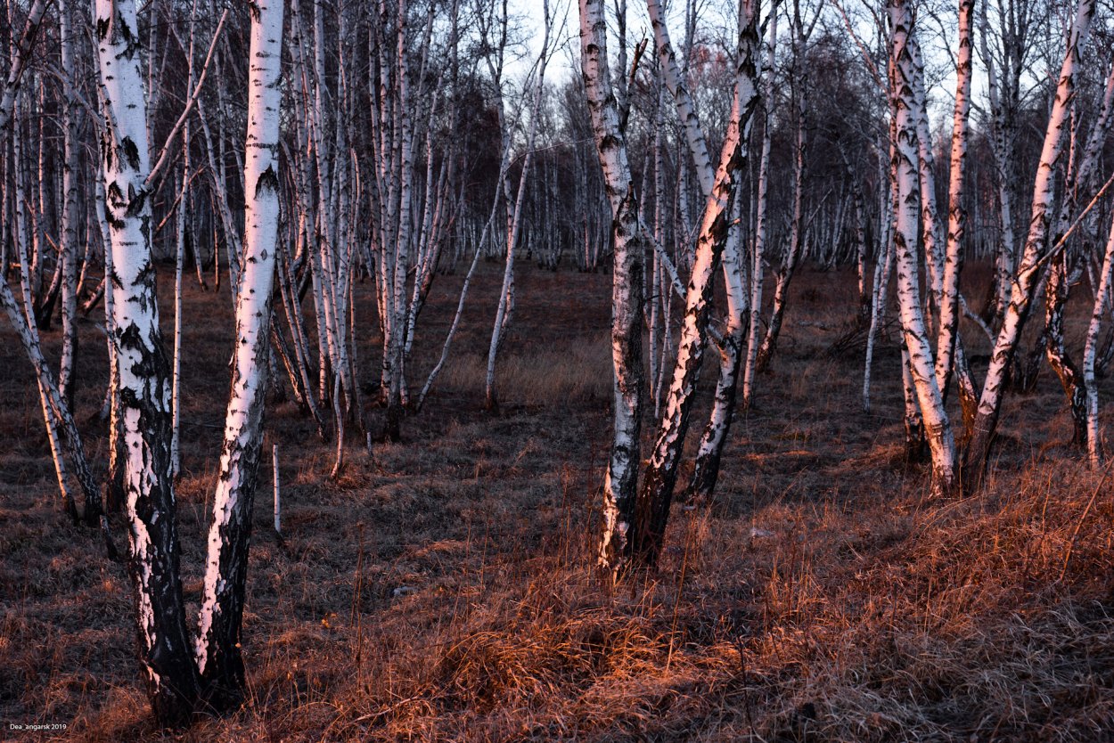 Пейзаж с березами