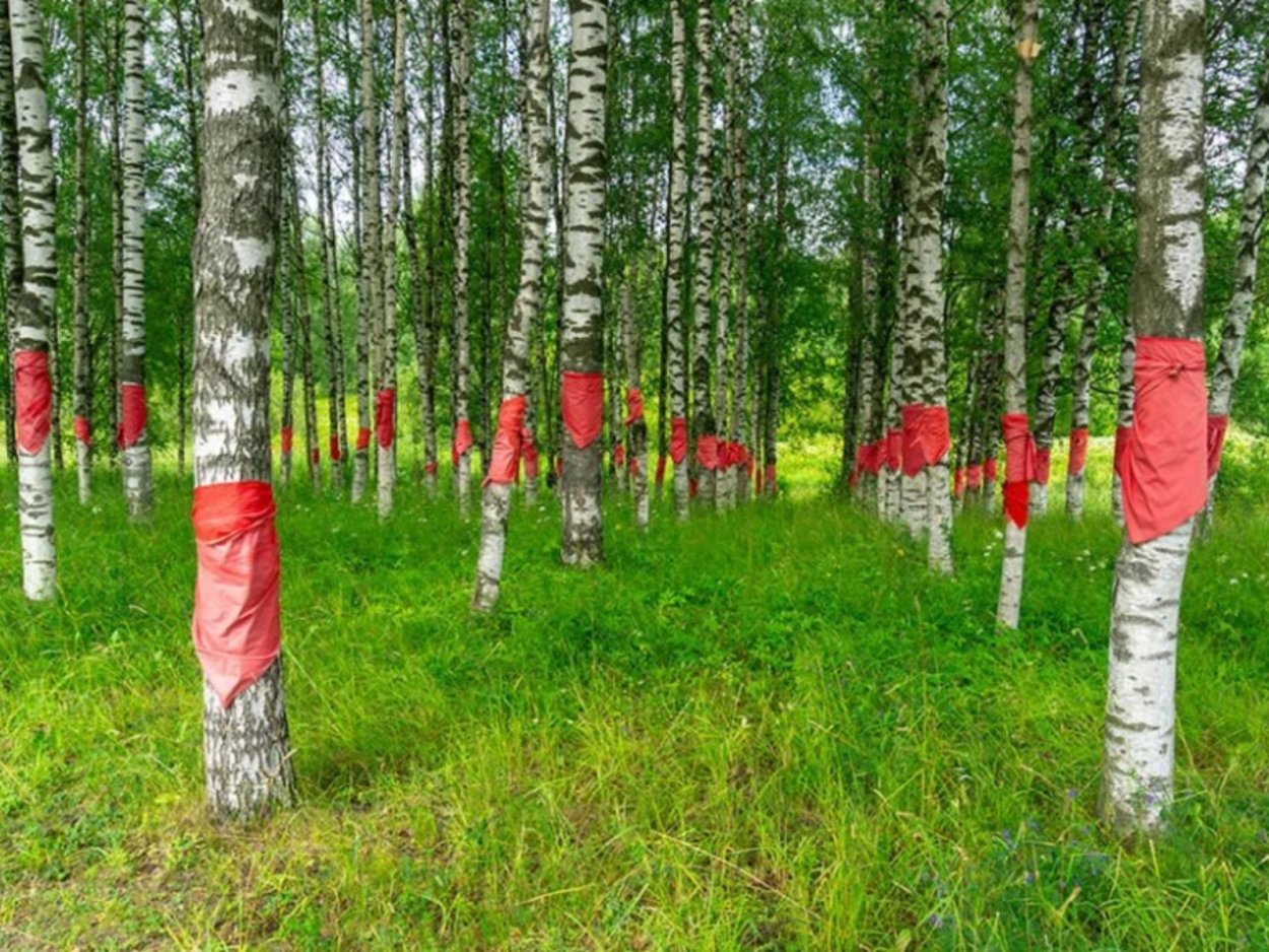 Сайдинг Березовая роща с08 фото