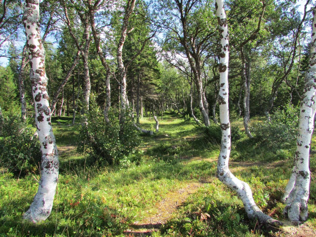 Соловецкие острова роща