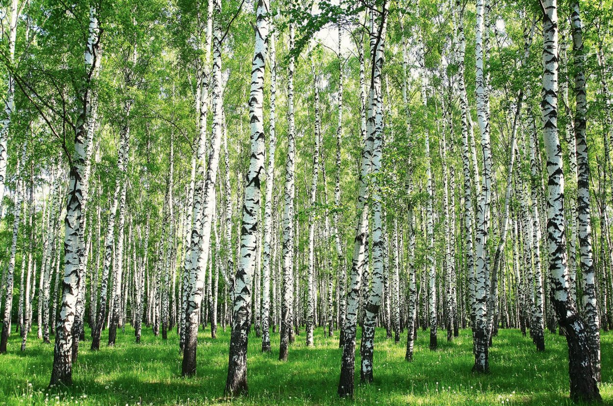 Березовой Рощи 12