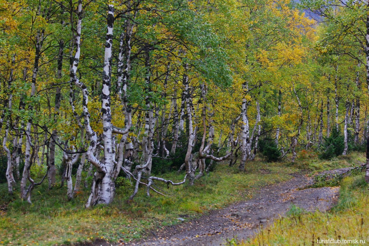 Березовый ствол на прозрачном фоне