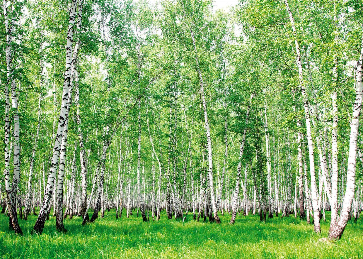 Березы России
