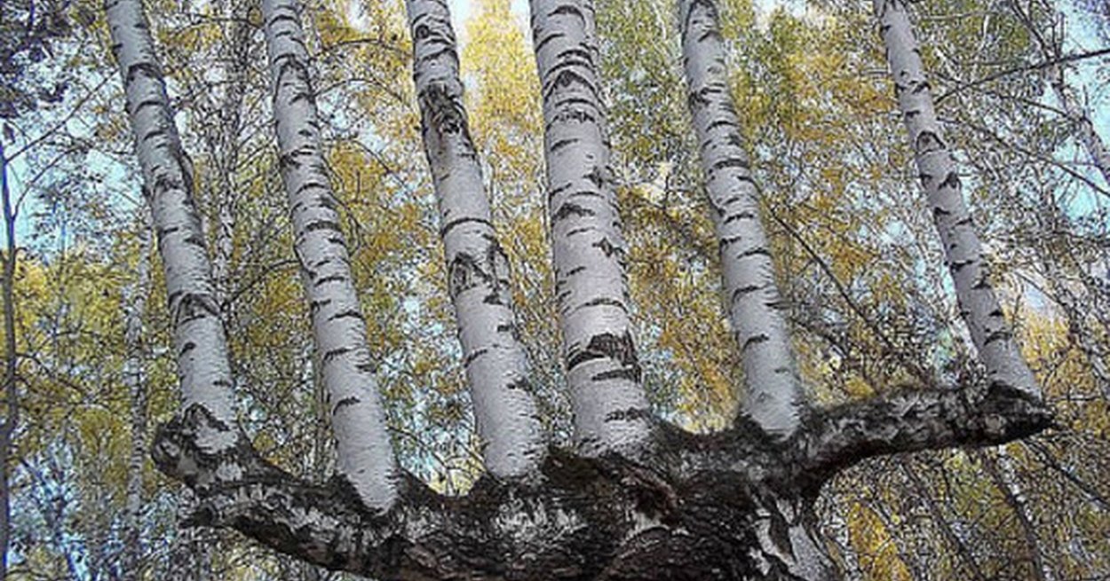 Скажи береза