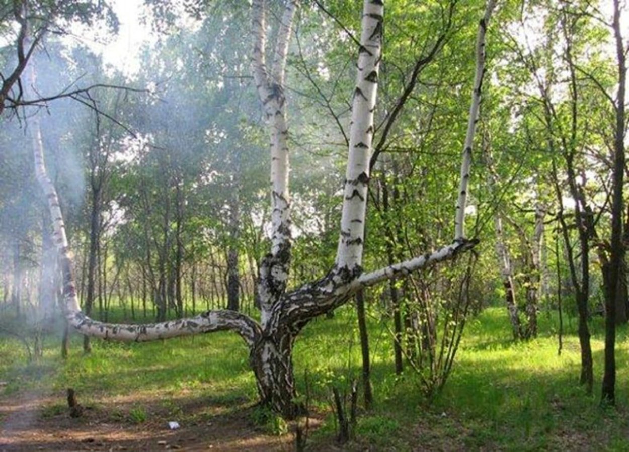 Девушка в Березовом лесу