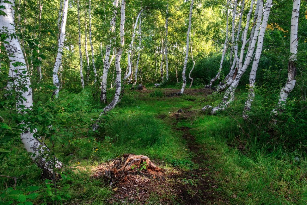 Есенин Троицыно утро