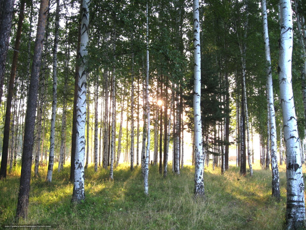 Березовая роща Красноярск