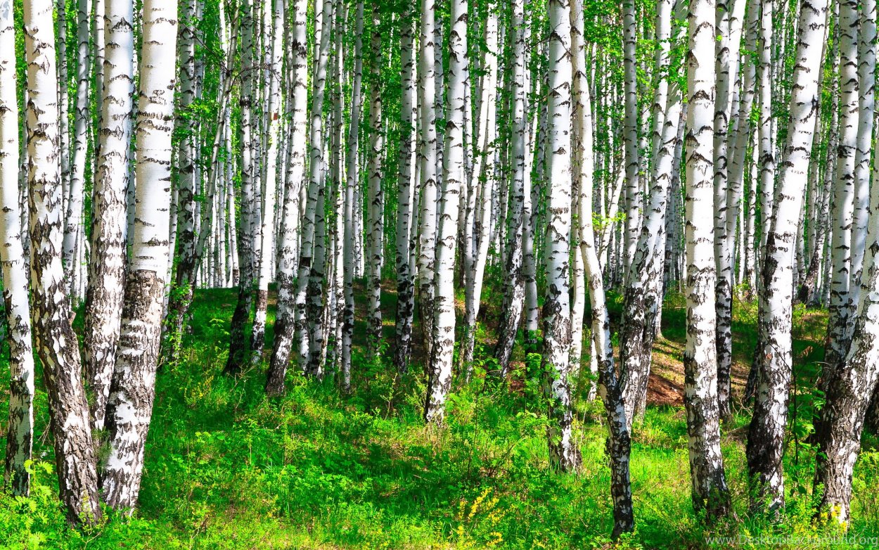 Россия березы Родина