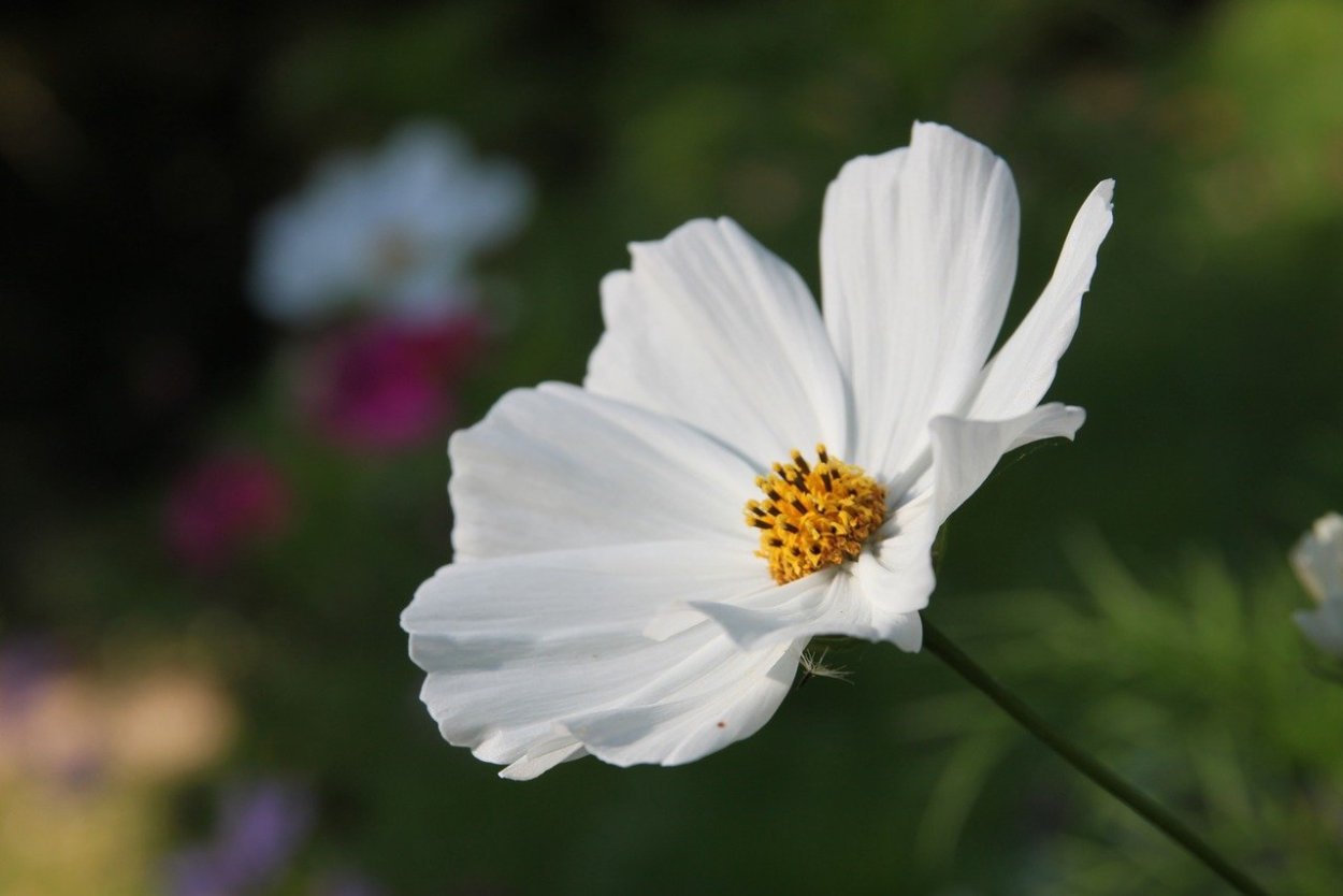 Цветы белый цвет в середине красный тоненький фото